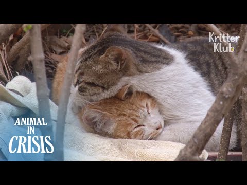 Stray Cat Protects His Sick Friend With Disabled Legs From Danger (Part 1) | Animal in Crisis EP103