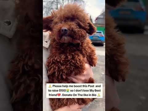 For any help consider donating link in bio to save a stray life in Los Angeles#usashorts#save