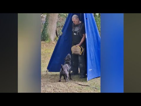 Working Dog - practicing parts of PROTECTION with Chinese Shar-Pei Dexter