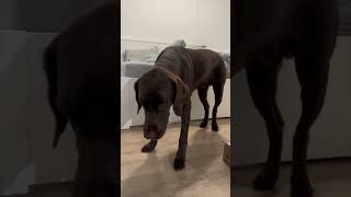 ⛔️ WARNING ⛔️ Kennel Cough symptoms to watch for with your dog