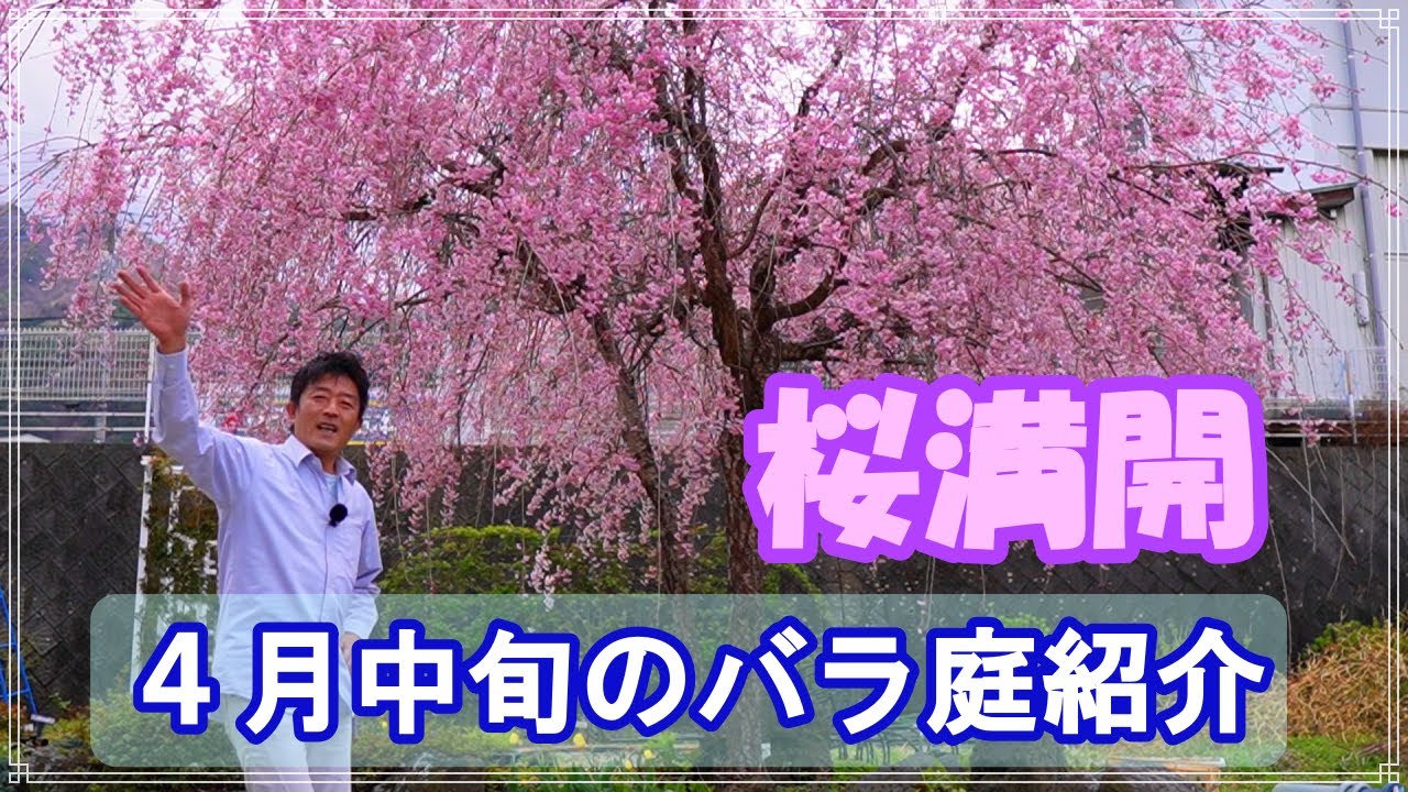 しだれ桜が満開となりました！【４月中旬のバラ庭紹介】