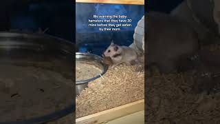 Download lagu Mother hamster tries to eat her babies💀 #hamster #babies #syrianhamster #hamsterbabies mp3