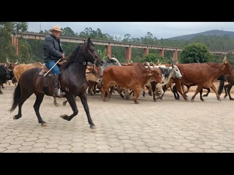 Boiada grande, emoção maior:um boi resolveu não entrar (Bom Jardim de Minas )