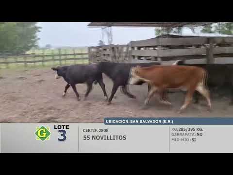 Lote 55 Novillitos en San Salvador (ER)
