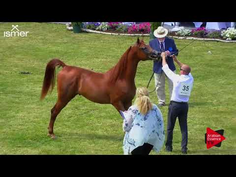 N.35 GHAZYR PKA - Strohen 2018 C European