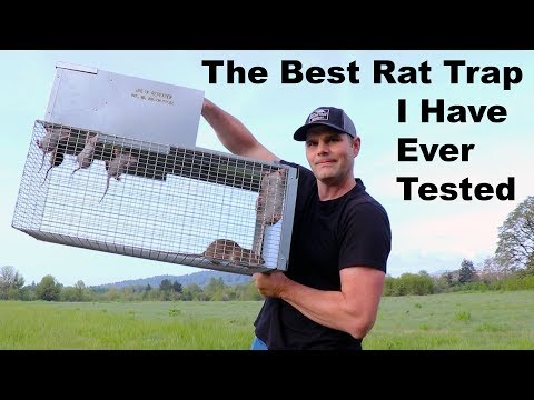 The Best Rat Trap I Have Ever Tested. The Uhlik Repeater Trap. Mousetrap Monday.