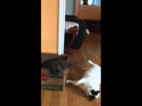 Female cat beats up male cat