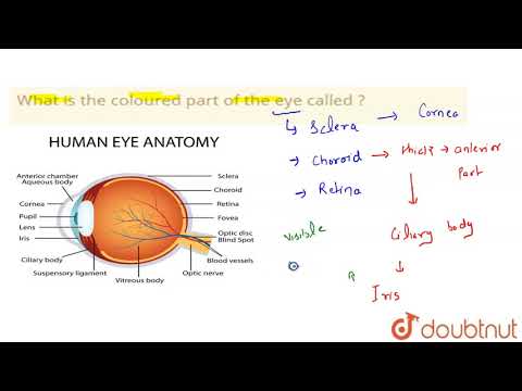 What is the coloured part of the eye called ? | 11 | NEURAL CONTROL AND CORRDINATION | BIOLOGY |...
