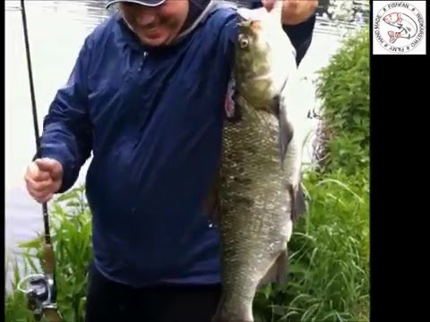 odc. 5 - Wiosenne łowienie jazi na woblerki, wielki boleń zamiast jazia, wędkarstwo - angling