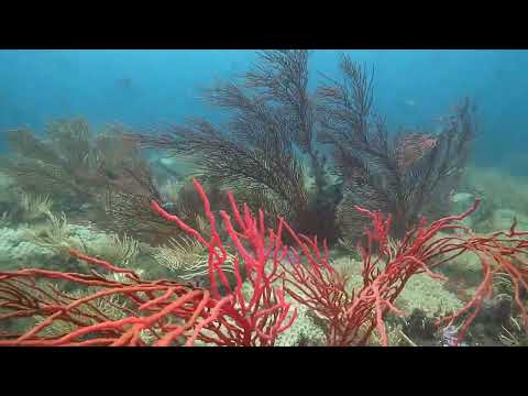 Kelp Forest and Reef dives in Cape Town