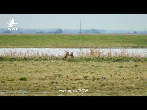 WWT Welney - Hares Boxing (Slow Motion)