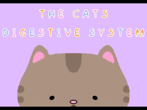 The Cats Digestive System!!!