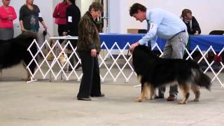 preview picture of video 'Oso - Lynden Dog Show - May 18, 2014'