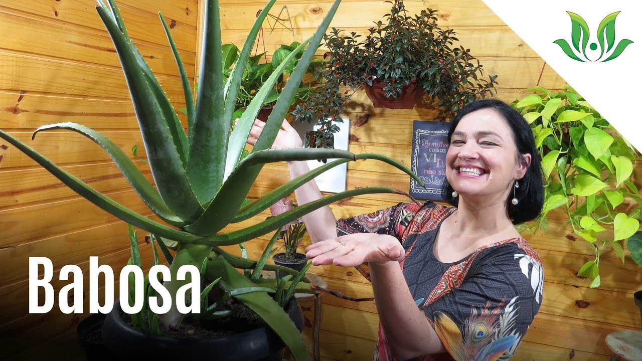 Babosa Verdadeira - Melhore sua saúde com essa linda suculenta!