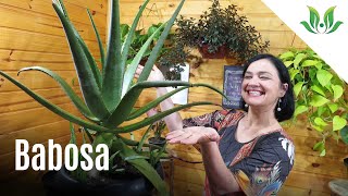 Babosa Verdadeira - Melhore sua saúde com essa linda suculenta!