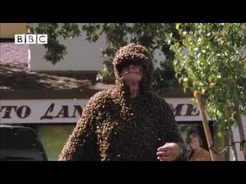 The Bee Man Cometh - Unbelievable!