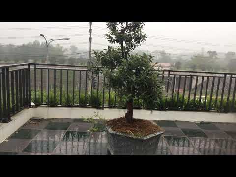 ngày 16 tháng 3, 2020