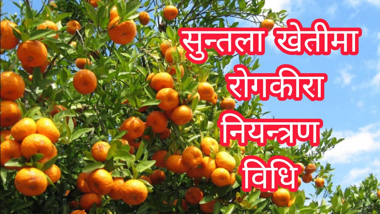 सुन्तलाको रोगकीरा तथा बगैँचा व्यवस्थापन