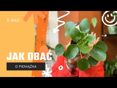 Pilea peperomioides | MONEY | how to care for the plant? ✨Tree of happiness