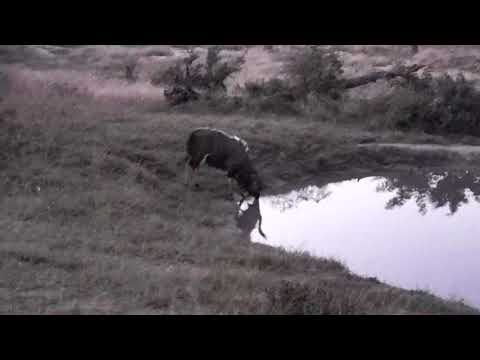 Djuma: Nyala bulls with displaying dominance dance - 05/28/18