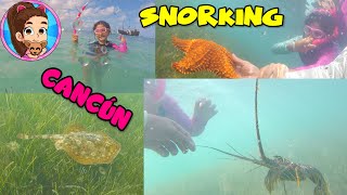 Snorking en Playa de Cancún - Vimos Rayas, Barracudas, Langostas, Peces y Estrellas de Mar - Yesly