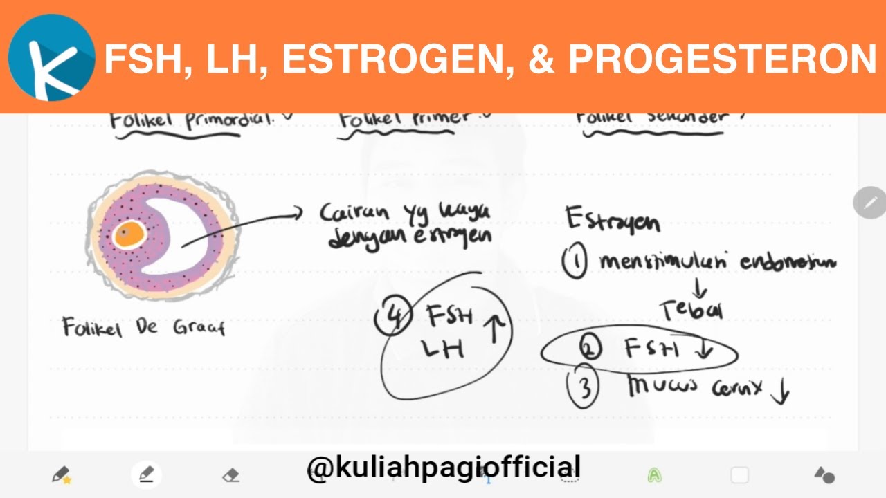 Fisiologi Siklus Menstruasi (3/5) - Fungsi Hormon FSH, LH, Estrogen, dan Progesteron (Sesi 1)