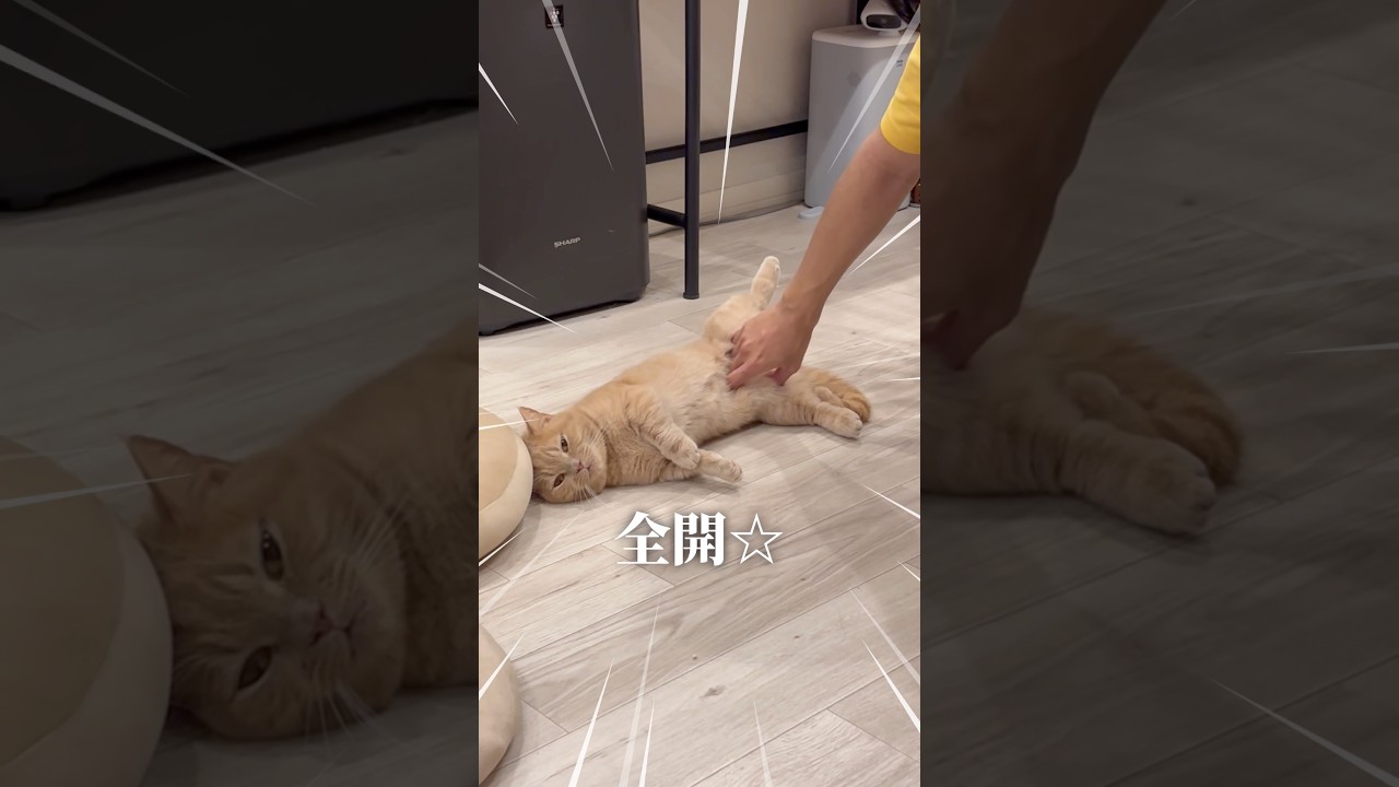 「バンッ」と言ったら倒れてしまうルナくん...