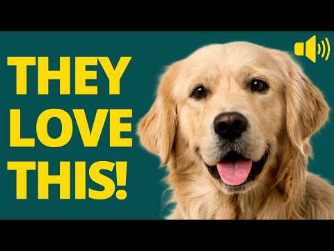 10 Dog Noises Your Dog Can't Ignore 🐶 10 DOG NOISE CHALLENGE