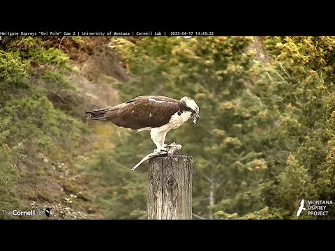 Iris The Osprey Takes Her Time Dismantling A Fish In Hellgate Canyon | April 17, 2023