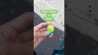 But they're so delicious 🤷‍♀️ Jolly Green #Giant #grapes or #GMO #fruit #frequency favorite #healthy