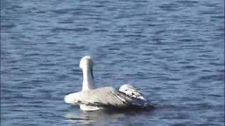 Wild Fowl at Heron Shores