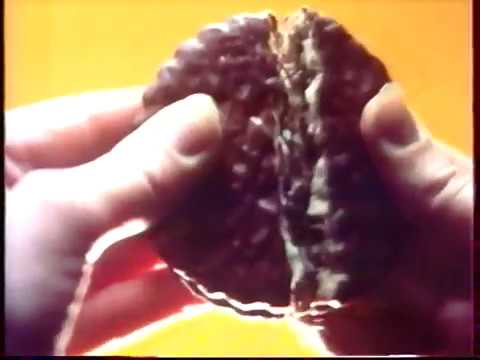 Choco bloom 1988 Διαφήμιση