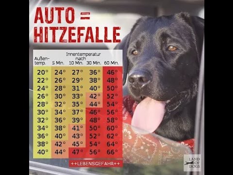 Hitzefalle Auto