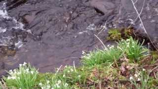 preview picture of video 'Easter Snowdrops And Burn Kirkton of Airlie Angus Scotland'