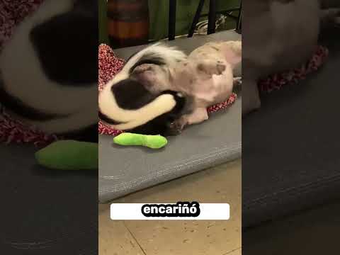 A skunk became my pet 😲🐾