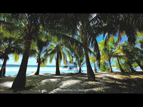 OLAS DE MAR 🌊 con suave sonido de la BRISA MARINA en las palmeras🏝️ RELAX TOTAL