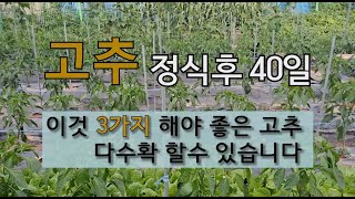 고추 정식 후 40일 이것 3가지 해야 좋은 고추 다수확 할 수 있습니다. #고추 잘 가꾸는 방법 #고추 수…