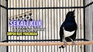 Download lagu Suara Burung kacer gacor NGEPLONG tarung ini paling ampuh buat PANCINGAN KACER agar EMOSI Nyaut mp3