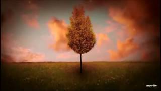 The Memory of Trees ( Enya  )