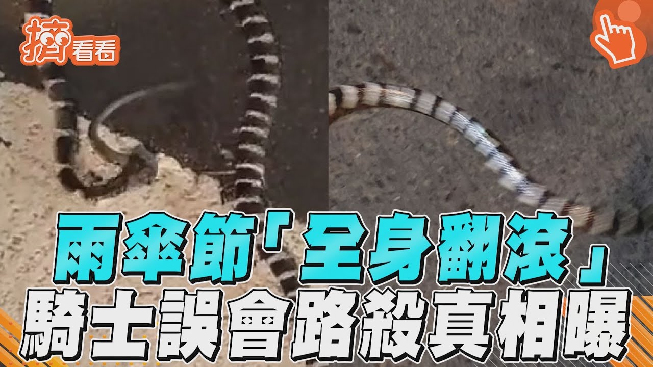 影音/雨傘節「全身翻滾」 騎士誤會路殺真相曝