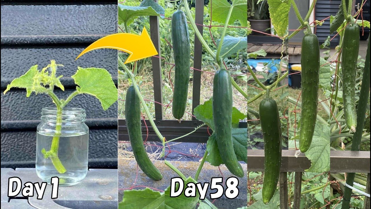 【苗代0円】キュウリの茎を植えたら秋キュウリが大量に収穫できた！