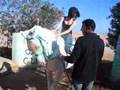 omar riding club