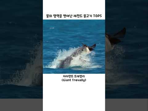 물의 영역을 벗어난 레전드 물고기 TOP5