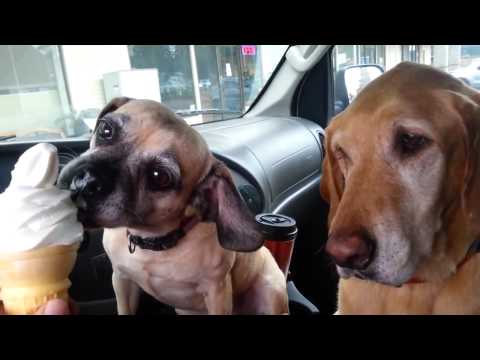 [Contour Media Group] Cooper Loves Ice Cream