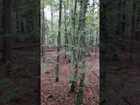 Nadleśnictwo Maskulińskie Ruciane-Nida 2025-09-12 Puszcza Piska, Mazurski Park Krajobrazowy