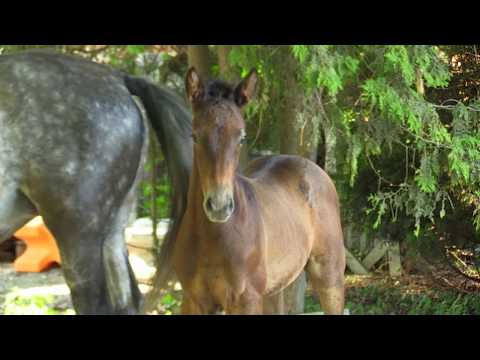 Bonjour - Sky Walker - Lossow - Benedict N AA