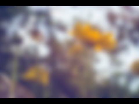 Dead Robot X Saphir - Vampire