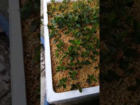 種、挿し木、または若木から盆栽を育てるにはどうすればよいですか?  庭園