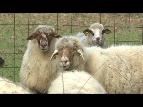 BOJE JUTRA - ZETSKA ŽUJA | Vijesti online