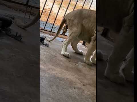 Lioness Delivered A Cub | Nouman Hassan | #lion #tiger #pakistan